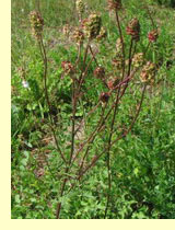   (Poterium polygamum Waldst et Kit.)